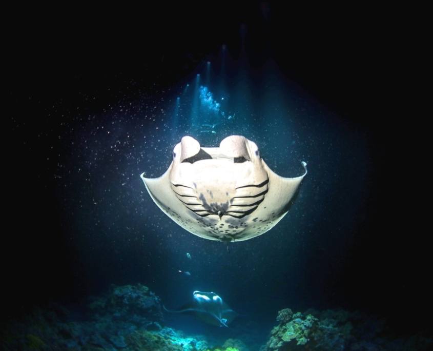Manta Ray Snorkeling