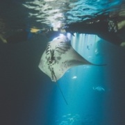 Evening Manta Ray Snorkel