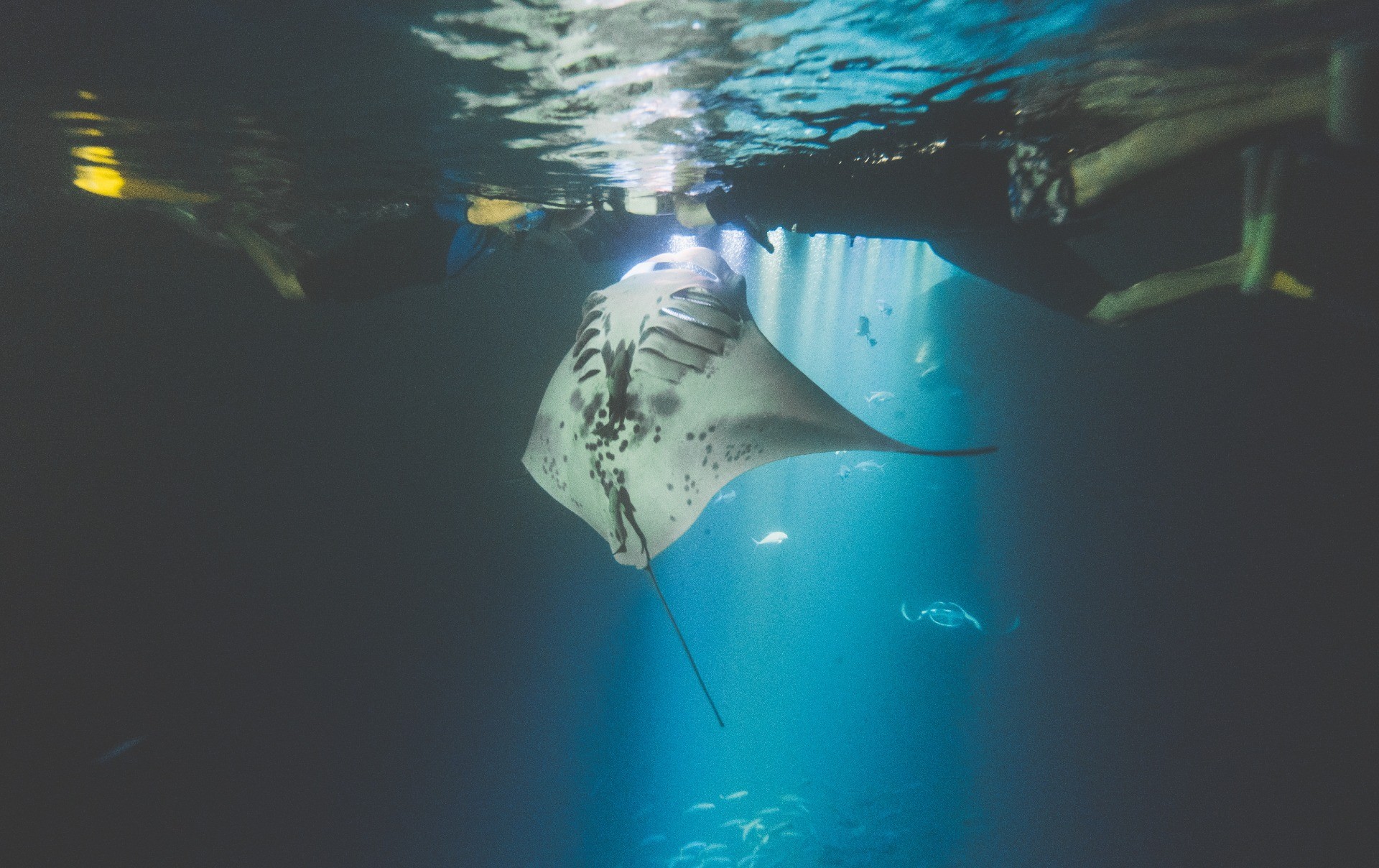 big island snorkel cruise