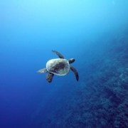 Fair Wind Green Sea Turtle
