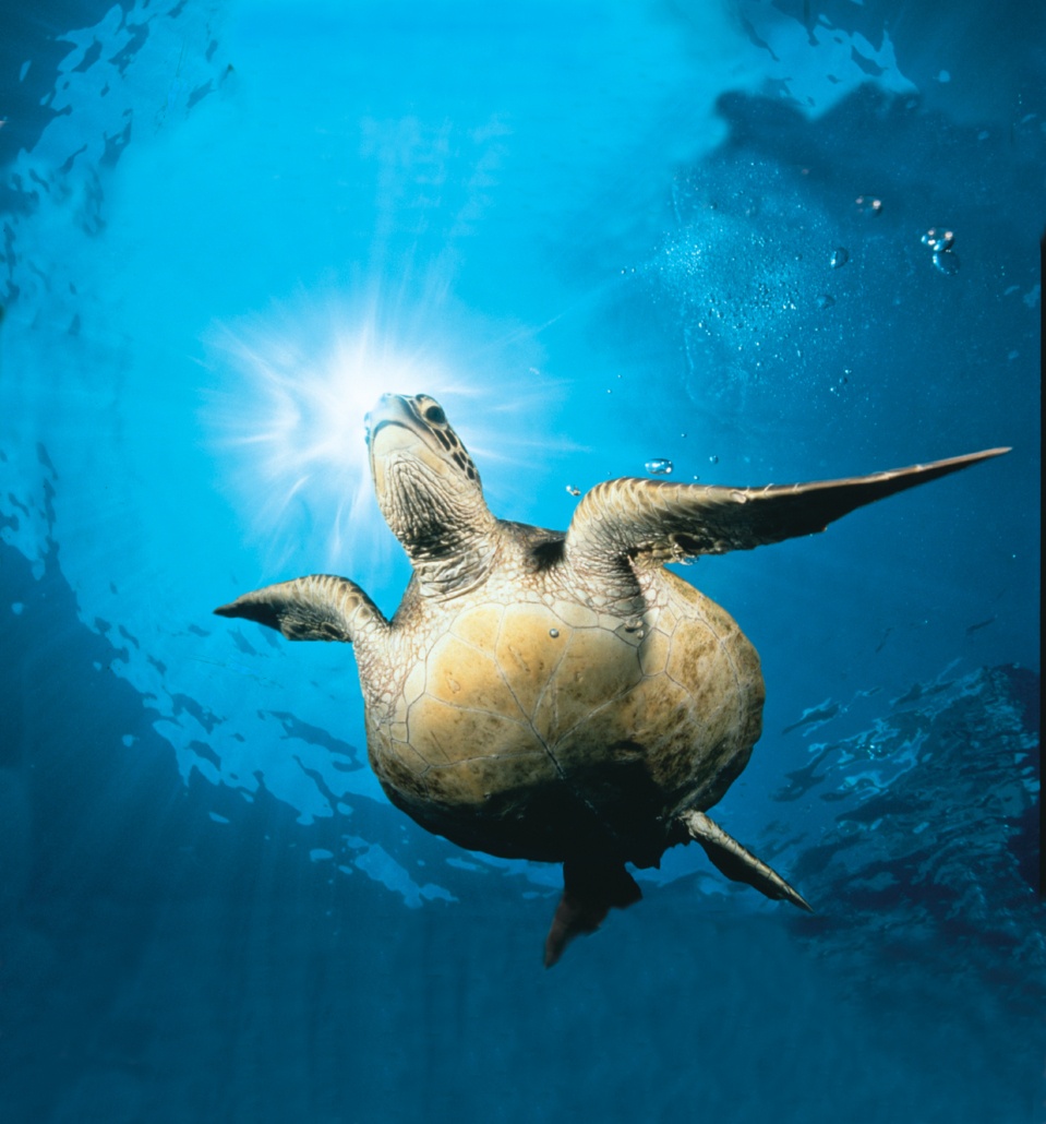 Fair Wind Green Sea Turtle Sky