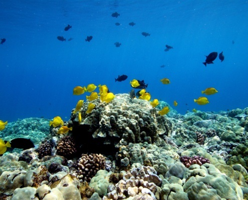Fair Wind Kealakekua Reef Header
