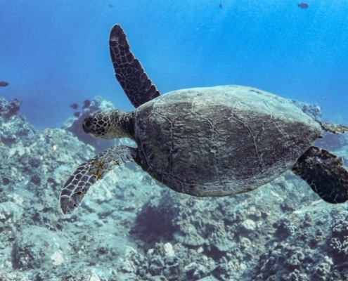 Green Sea Turtles In Hawaii