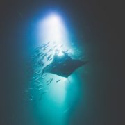 Manta Ray And Fishes