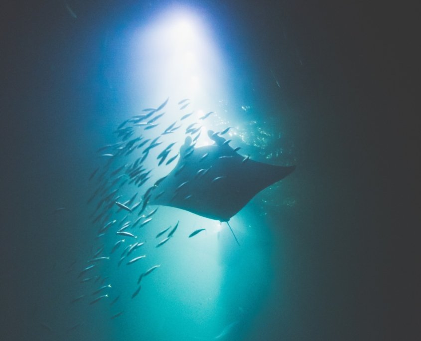 Manta Ray And Fishes