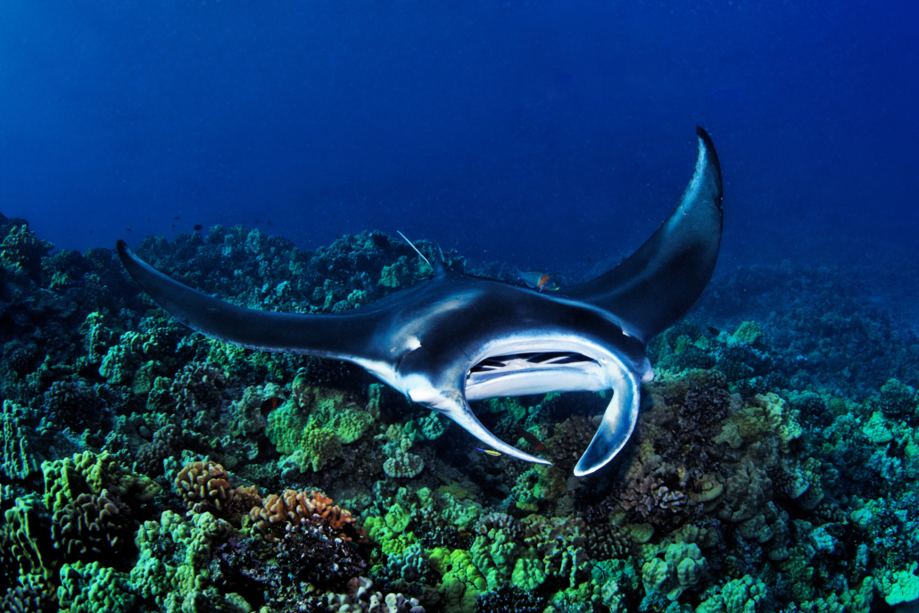 Manta Ray gliding over a Kona reef