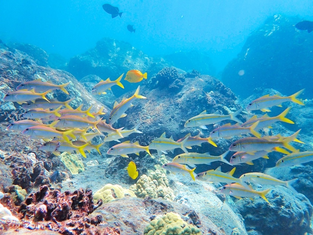 Big Island Marine Life