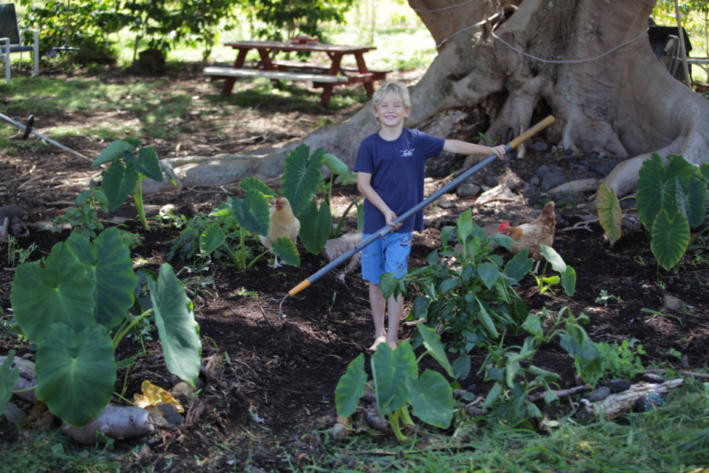 Young-boy-raking-soil-at-Kalakupua-Farms-in-Kona Young boy raking soil under a tree.