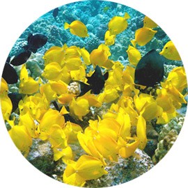 Array Of Fish And Marrine Life