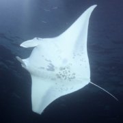 Evening Manta Ray Underwater Sea Life Night Boat Tour