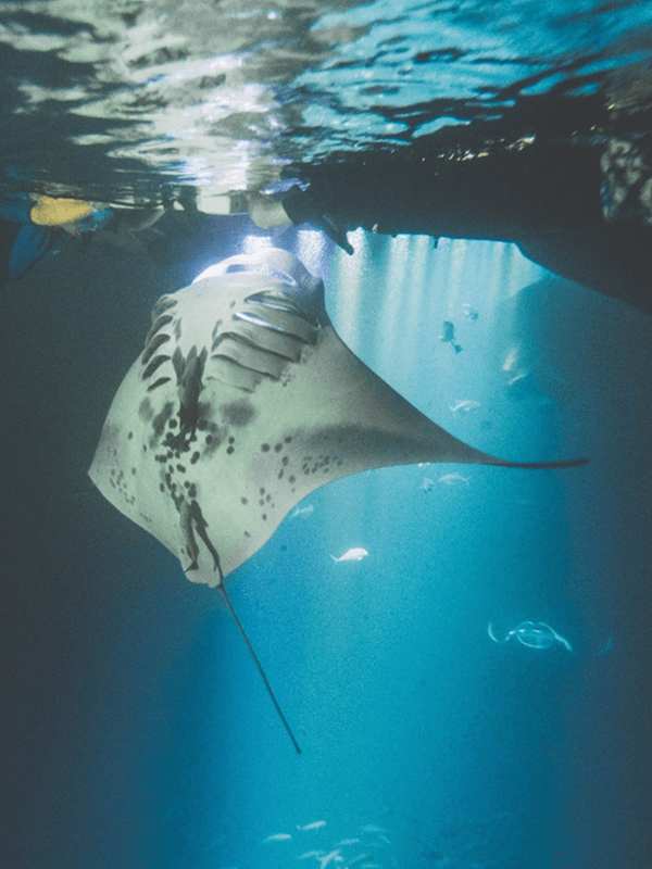 Evening Manta Ray Snorkel Pic