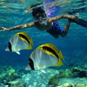 Snorkel With Underwater Sea Life Hawaii BIg Island
