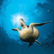 Fair Wind Green Sea Turtle Sky