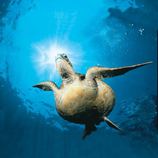 Fair Wind Green Sea Turtle Sky Fair Wind Green Sea Turtle Sky