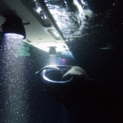 hula kai manta ray night snorkel hula kai manta ray night snorkel