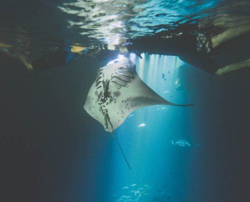 Fair Wind Kona Manta Snorkel