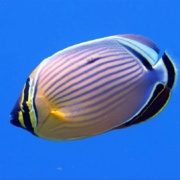 Fairwind Rainbow Butterfly Fish