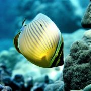 Fairwind Rainbow Butterfly Fish Pic