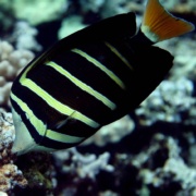 Fairwind Sailfin Tang