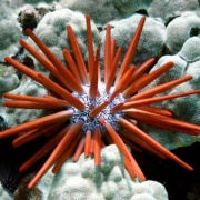Snorkel Coral Reef Underwater Sea Life Hawaii BIg Island