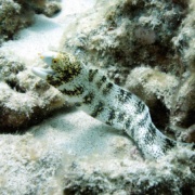 Fairwind Snowflake Morey Eel