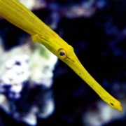 Snorkel Coral Reef Underwater Sea Life Hawaii BIg Island
