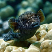 Fairwind White Spotted Puffer