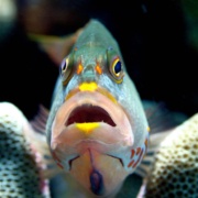 Fairwind Wrasse Fish