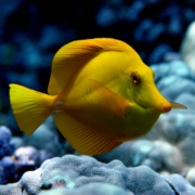 Fairwind Yellow Tang Profile