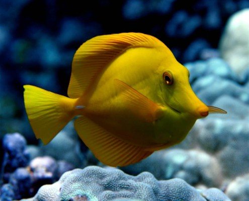 Fairwind Yellow Tang Profile Fairwind Yellow Tang Profile