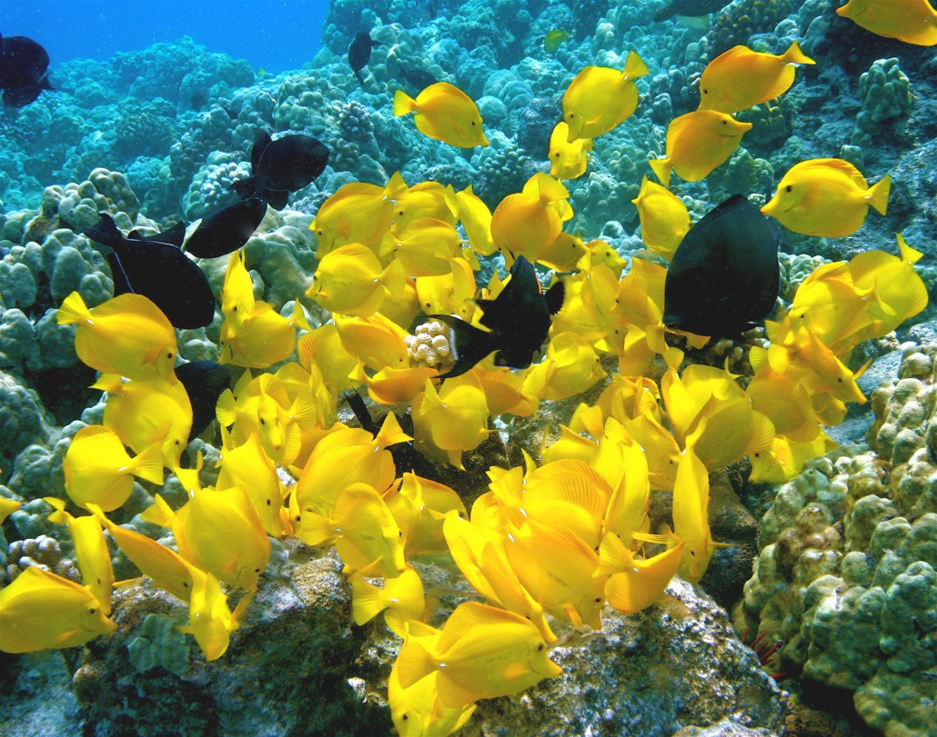 Fair Wind Yellow Tangs