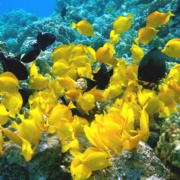 Fair Wind Yellow Tangs