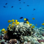 Fairwind Kealakekua Bay Reef
