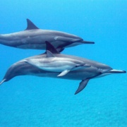 Dolphins With Best Big Island Hawaii Adventure Trip
