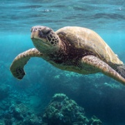Hawaiian Green Sea Turtle