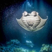 Evening Manta Ray Underwater Sea Life Night Boat Tour