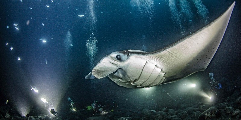 Manta Ray Night Dive