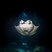 Manta Ray Tours