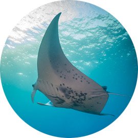 Manta Ray Undersea Life