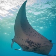 Evening Manta Ray Underwater Sea Life Night Boat Tour