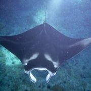 Evening Manta Ray Underwater Sea Life Night Boat Tour