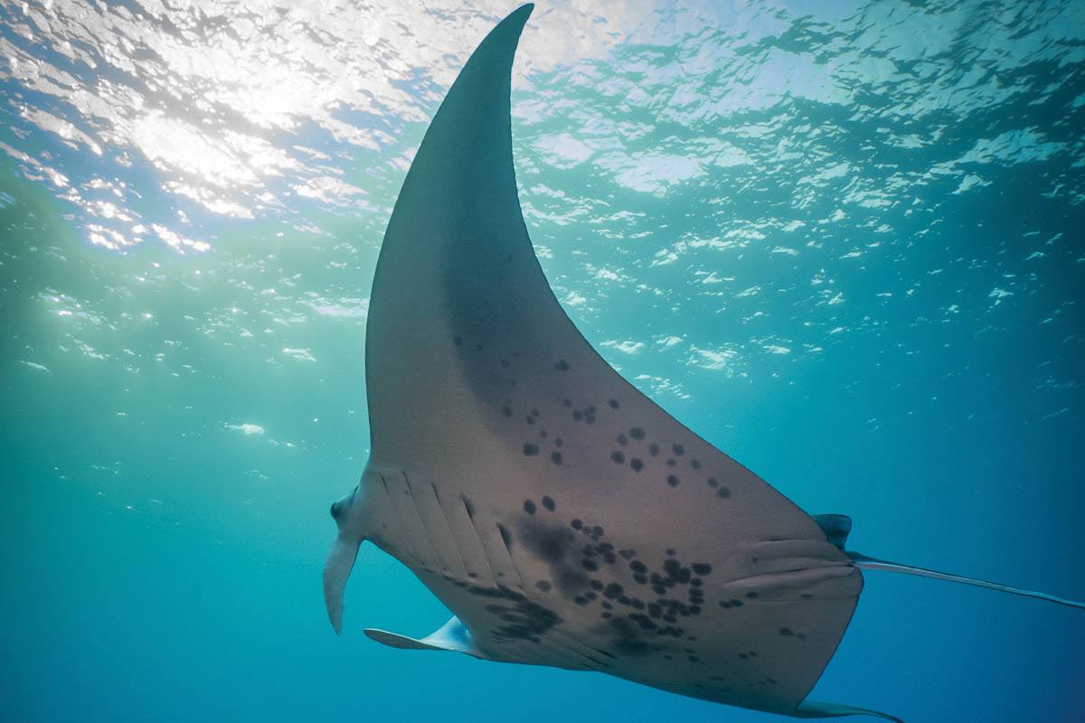 Manta Ray Underwater Sea Life Evening Manta Ray Underwater Sea Life Night Boat Tour