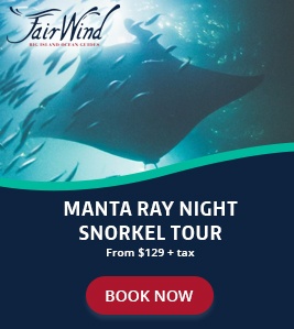 Poster Manta Ray Night Snorkel Tour