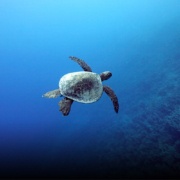 Richardson’s Ocean Park