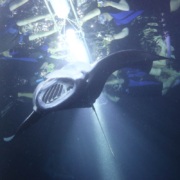 Evening Manta Ray Underwater Sea Life Night Boat Tour