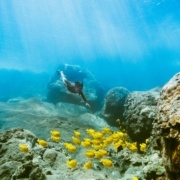 Snorkeling In Kona Hawaii