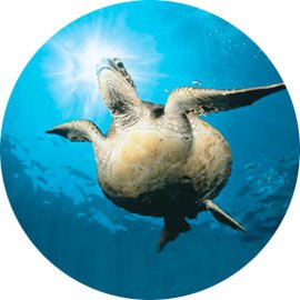 South Kona Coast Reefs