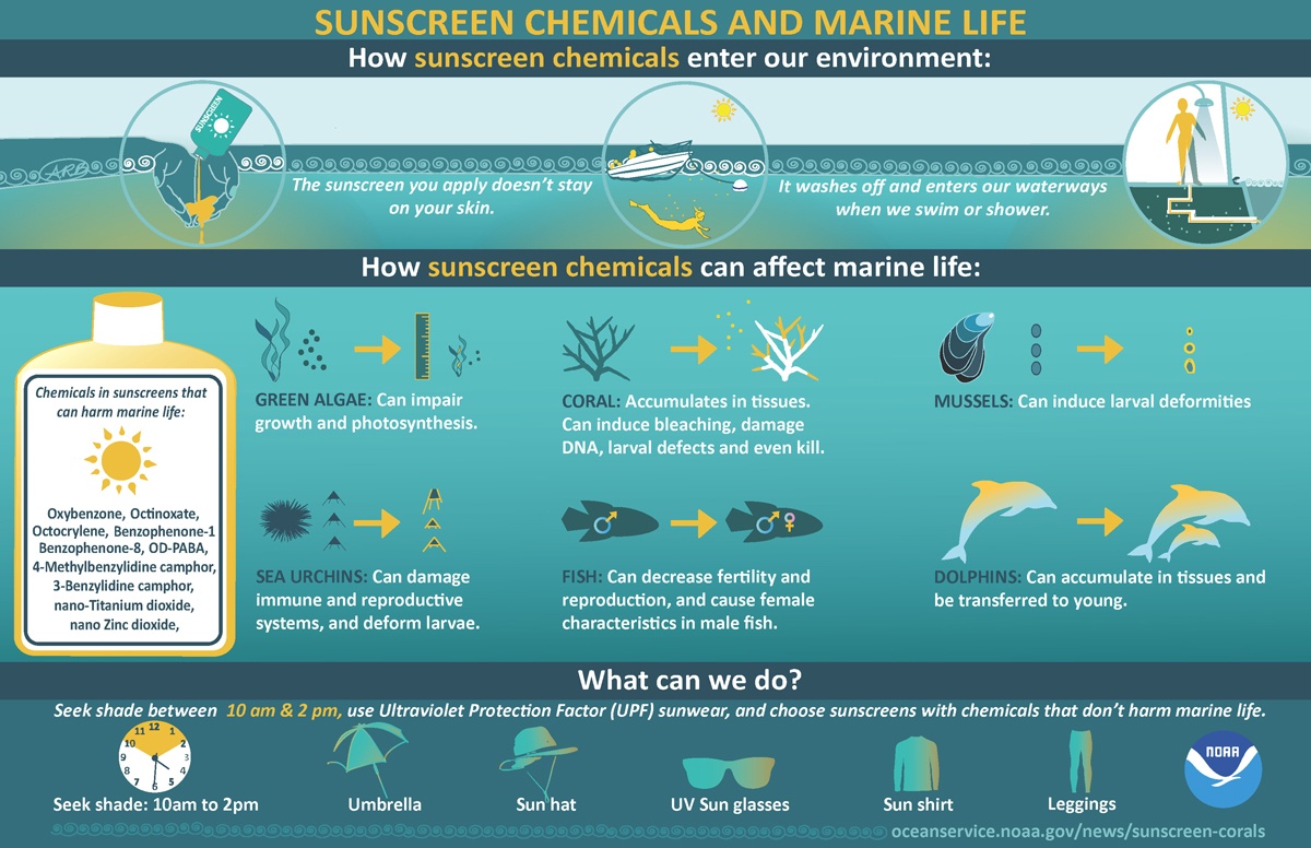 Sunscreen Chemicals and Marine Life