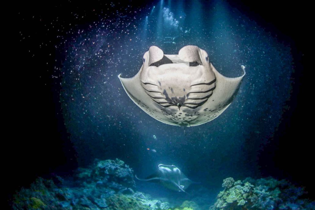 swim with manta ray fair wind snorkel tours