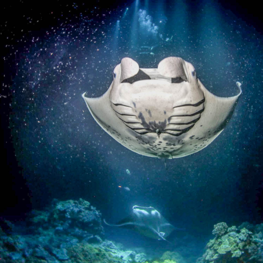 Swim With Manta Ray Fairwind Snorkel Tours Swim With Manta Ray Fairwind Snorkel Tours
